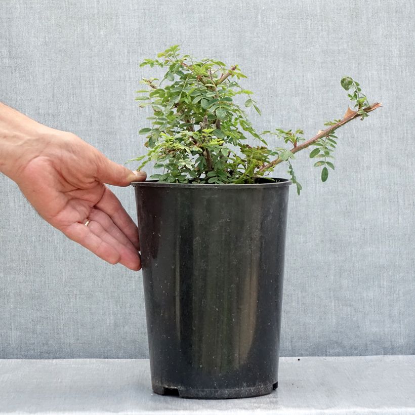 Exemplaar van Rosa omeiensis sericea pteracantha - Botanische roos Pot van 4 l/5 l zoals geleverd in de zomer