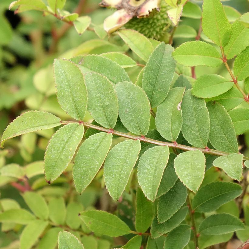 Rosa Lampion - Kastanjeroos (Blad)