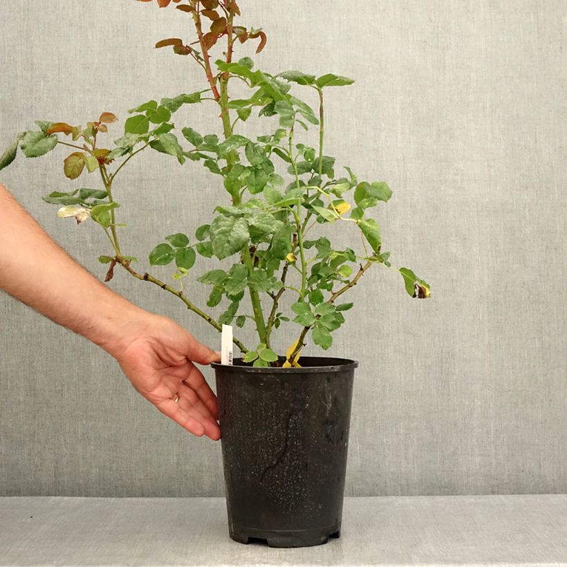Exemplaar van Rosa La Gaité - Grootbloemige roos Pot van 4 l/5 l zoals geleverd in de zomer
