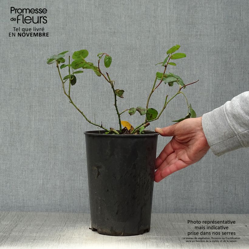 Exemplaar van Rosa Eisvogel - Grootbloemige roos Pot van 4 l/5 l zoals geleverd in de herfst