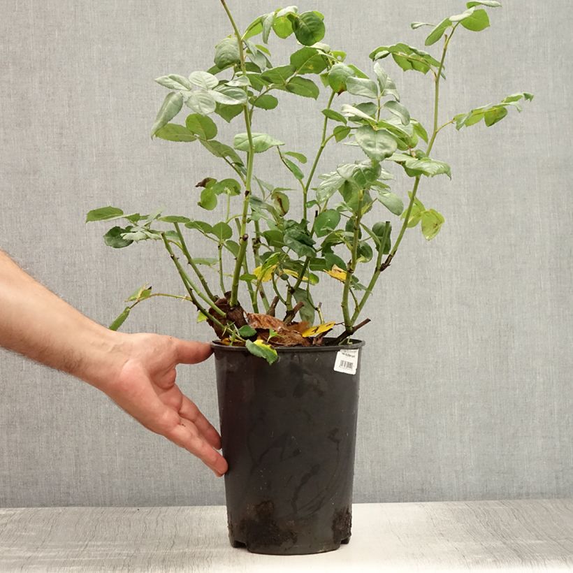 Exemplaar van Rosa Eisvogel - Grootbloemige roos Pot van 4 l/5 l zoals geleverd in de zomer
