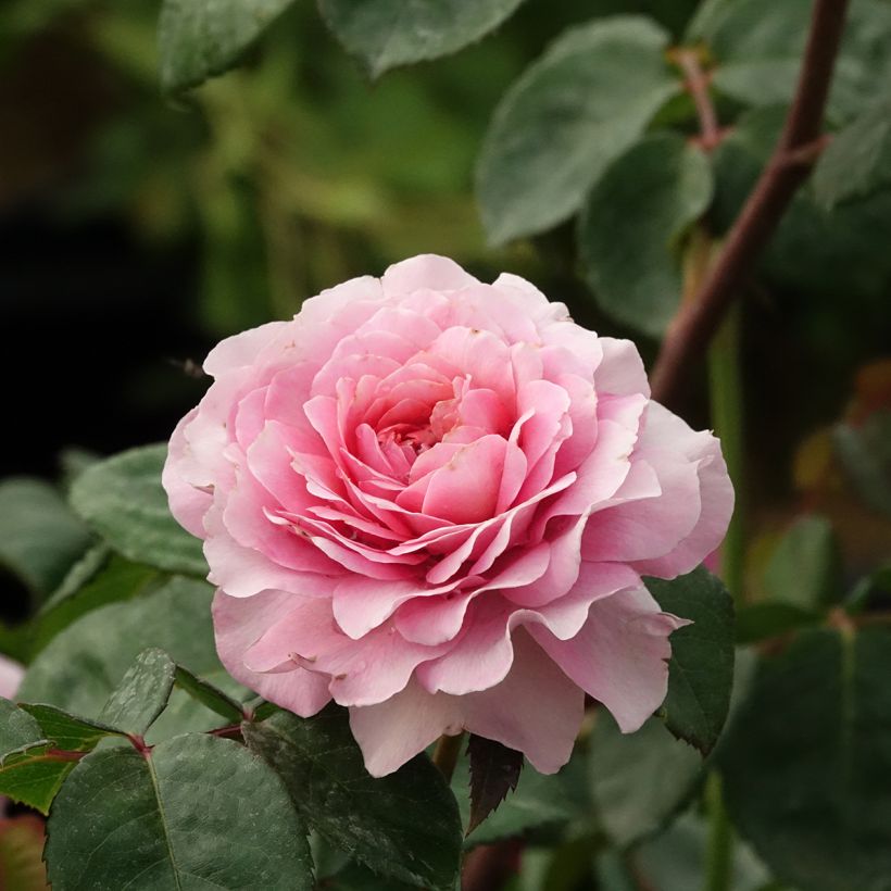 Rosa Eisvogel - Grootbloemige roos (Bloei)