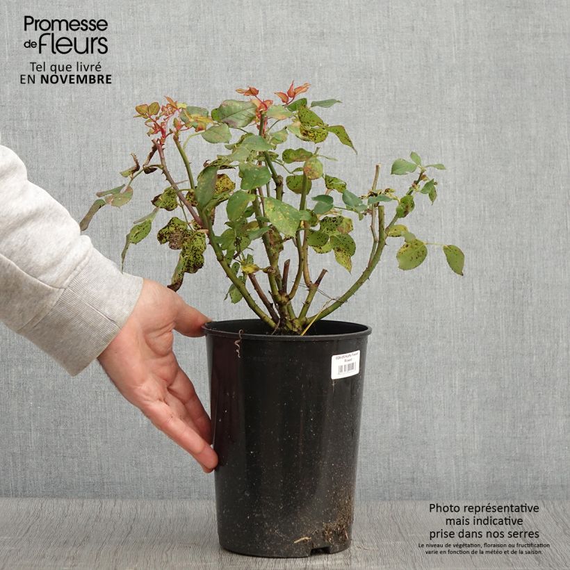 Exemplaar van Rosa Kaffe Fassett - Trosroos Pot van 2 l/3 l zoals geleverd in de herfst