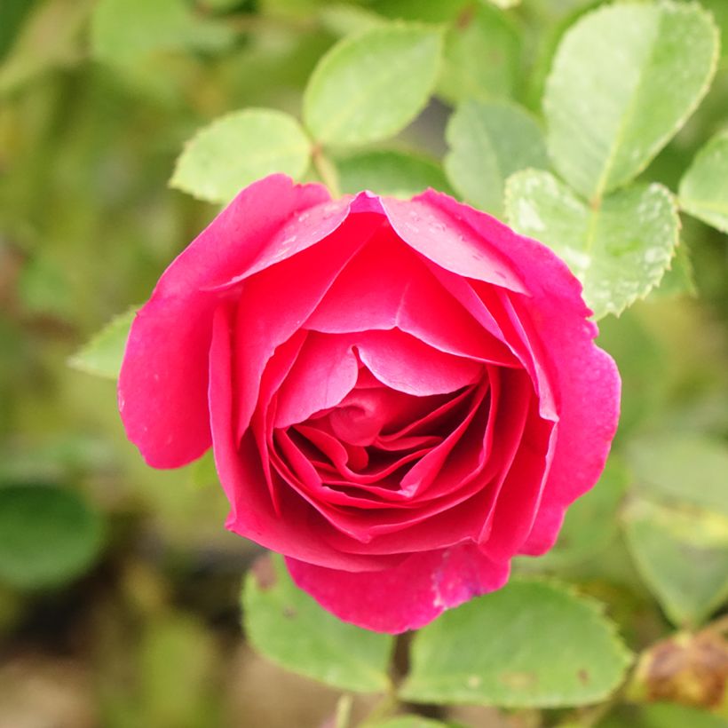 Rosa Kaffe Fassett - Trosroos (Bloei)