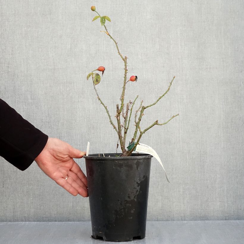 Exemplaar van Rosa Pascali - Grootbloemige roos Pot van 4 l/5 l zoals geleverd in de herfst