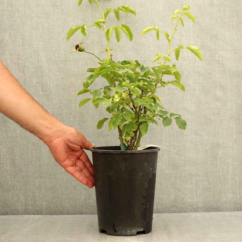 Exemplaar van Rosa Pascali - Grootbloemige roos Pot van 4 l/5 l zoals geleverd in de zomer
