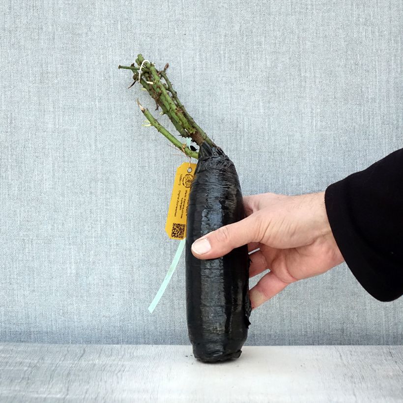 Exemplaar van Rosa Amber Sun - Bodembedekkende roos In kluit zoals geleverd in de winter