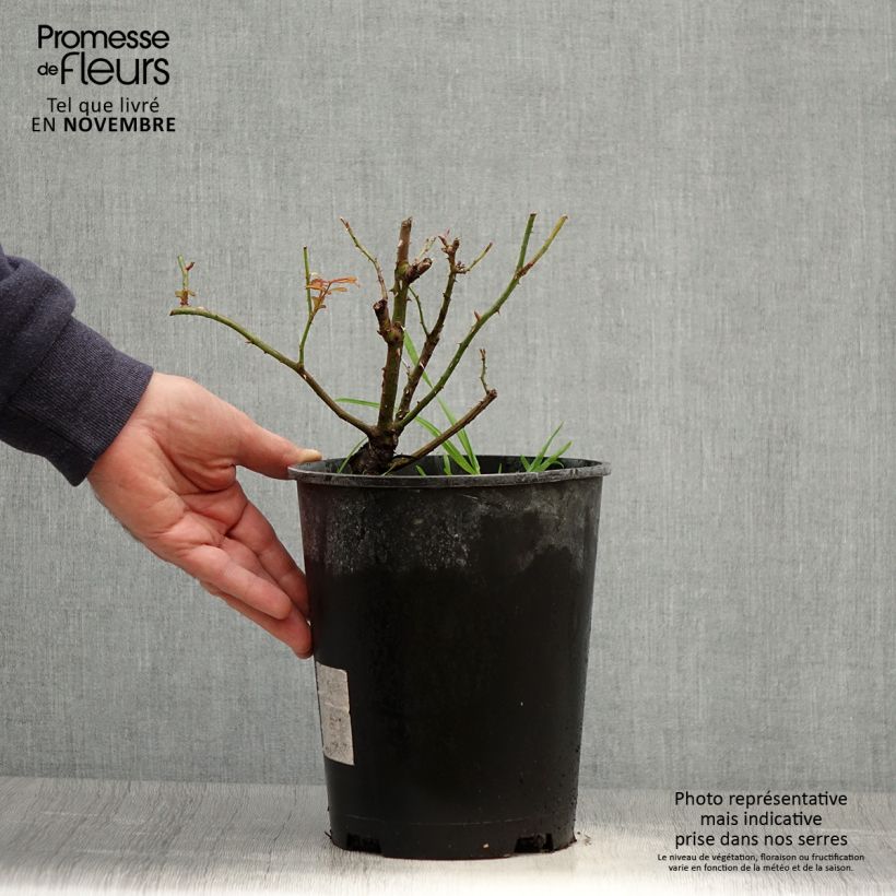 Exemplaar van Rosa Amber Sun - Bodembedekkende roos Pot van 2 l/3 l zoals geleverd in de herfst