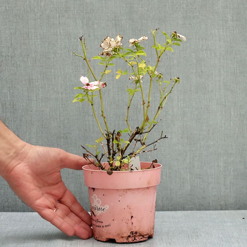Exemplaar van Rosa Amirose - Bodembedekkende roos Pot van 12 cm / 13 cm zoals geleverd in de zomer
