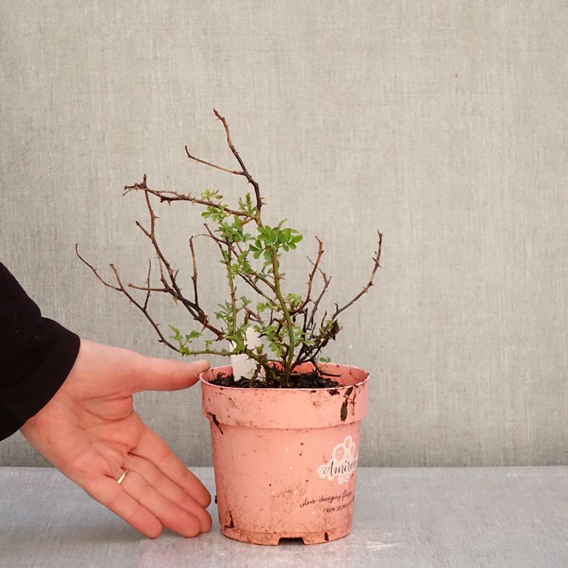 Exemplaar van Rosa Amirose - Bodembedekkende roos Pot van 12 cm / 13 cm zoals geleverd in de winter