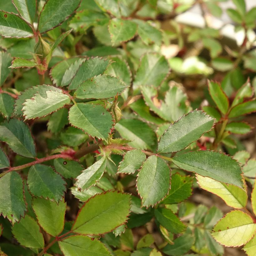 Rosa Amirose - Bodembedekkende roos (Blad)
