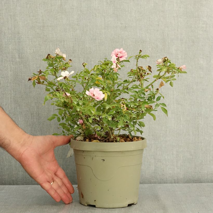 Exemplaar van Rosa Amirose - Bodembedekkende roos Pot van 3 l/4 l zoals geleverd in de zomer