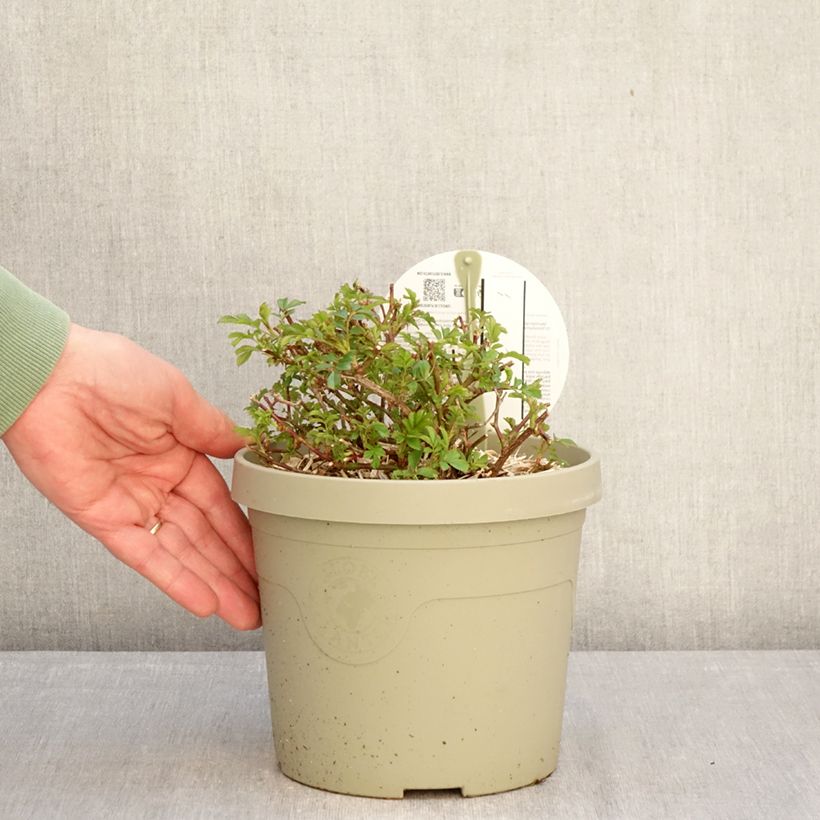 Exemplaar van Rosa Amirose - Bodembedekkende roos Pot van 3 l/4 l zoals geleverd in de winter