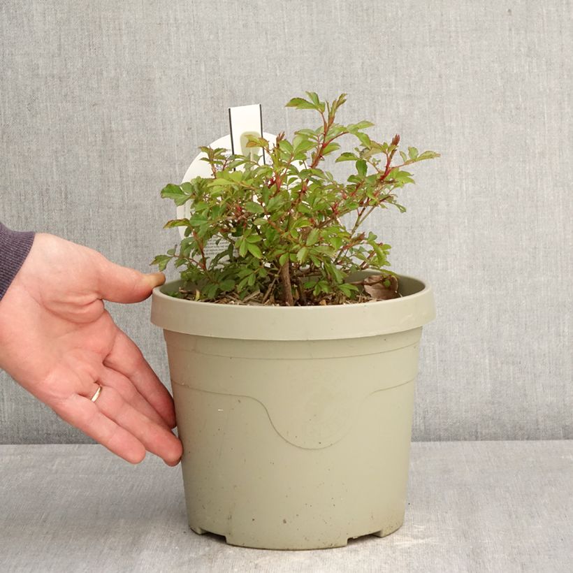 Exemplaar van Rosa Amirose - Bodembedekkende roos Pot van 3 l/4 l zoals geleverd in de lente