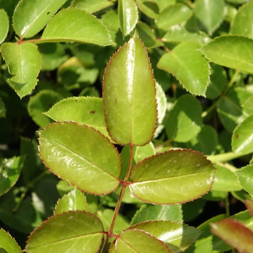 Rosa Aspirin Rose - Bodembedekkende roos (Blad)