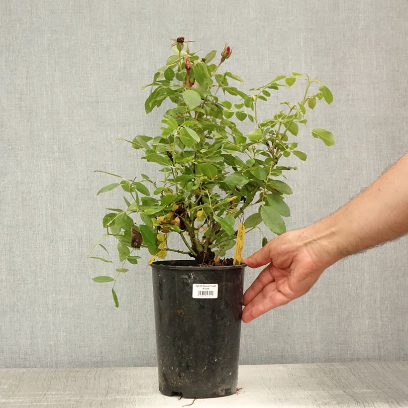 Exemplaar van Rosa Black Forest Rose - Bodembedekkende roos Pot van 4 l/5 l zoals geleverd in de zomer