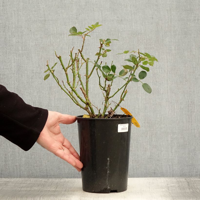Exemplaar van Rosier couvre-sol Black Forest Rose Pot de 4L/5L zoals geleverd in de winter
