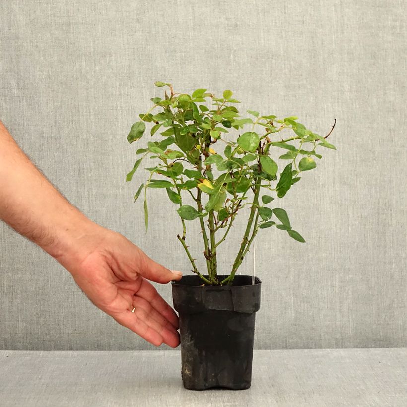 Exemplaar van Rosa Black Forest Rose - Bodembedekkende roos Pot van 10 cm/11 cm zoals geleverd in de zomer