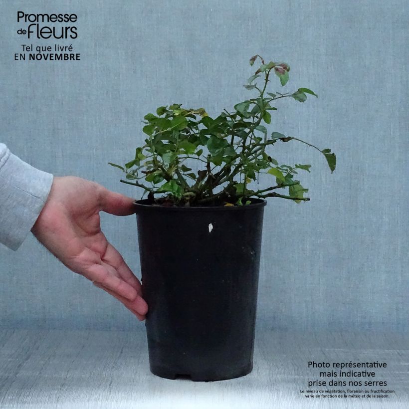 Exemplaar van Rosier couvre-sol Country Dream Pot de 3L/4L zoals geleverd in de herfst