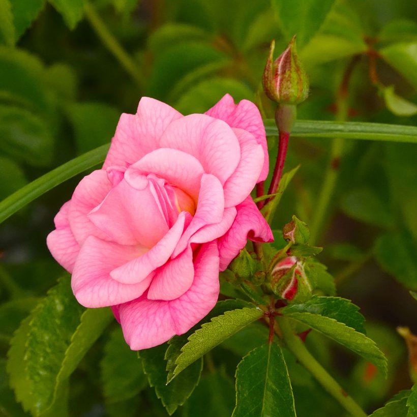 Rosa Palmengarten Frankfurt - Bodembedekkende roos (Bloei)