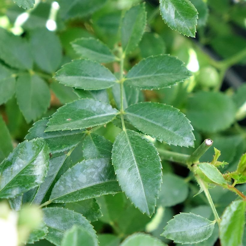 Rosa Crystal Fairy - Bodembedekkende roos (Blad)
