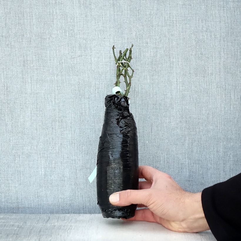 Exemplaar van Rosa Crystal Fairy - Bodembedekkende roos In kluit zoals geleverd in de winter