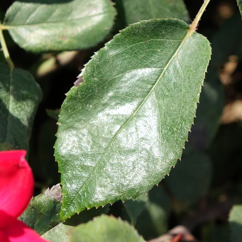 Rosa Double Knock Out - Bodembedekkende roos (Blad)