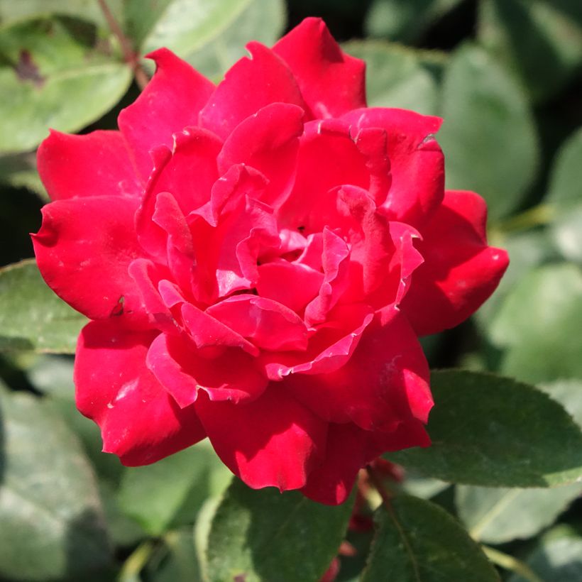 Rosa Double Knock Out - Bodembedekkende roos (Bloei)