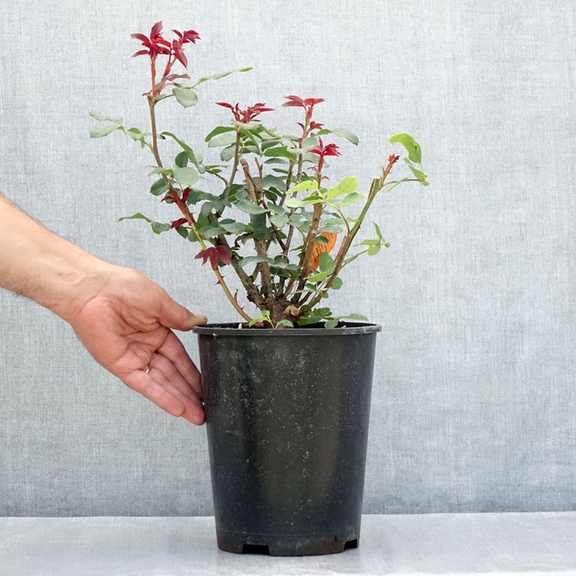 Exemplaar van Rosa Double Knock Out - Bodembedekkende roos Pot van 4 l/5 l zoals geleverd in de zomer