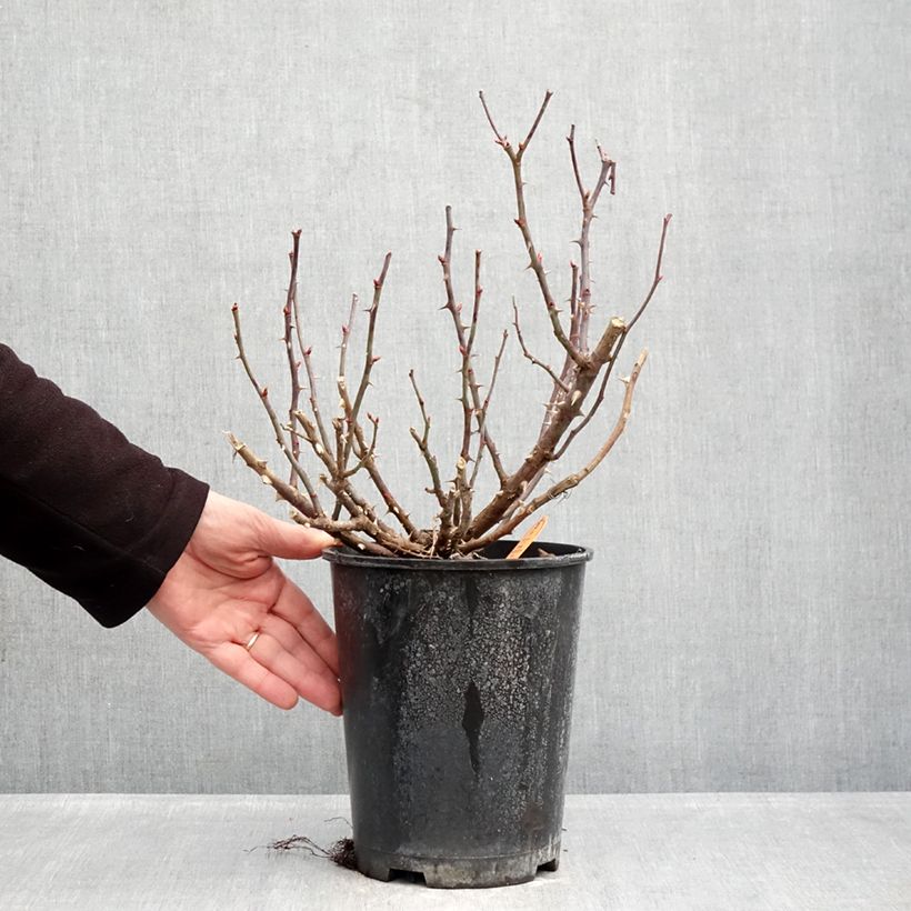 Exemplaar van Rosa Double Knock Out - Bodembedekkende roos Pot van 4 l/5 l zoals geleverd in de winter