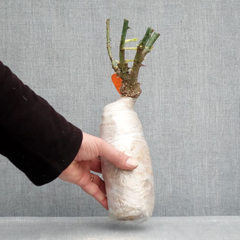 Exemplaar van Rosier couvre-sol Double Knock Out Racines nues en motte zoals geleverd in de winter