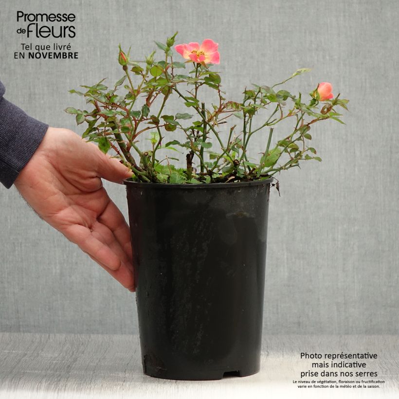 Exemplaar van Rosa Happy Chappy - Bodembedekkende roos Pot van 3 l/4 l zoals geleverd in de herfst