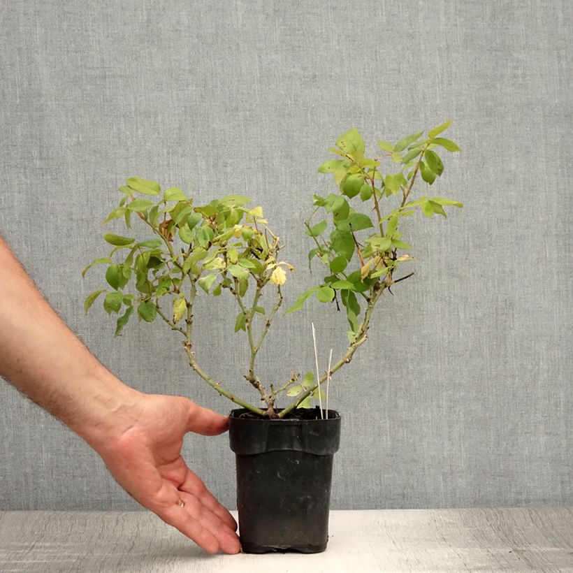 Exemplaar van Rosa Knock Out - Bodembedekkende roos Pot van 10 cm/11 cm zoals geleverd in de zomer