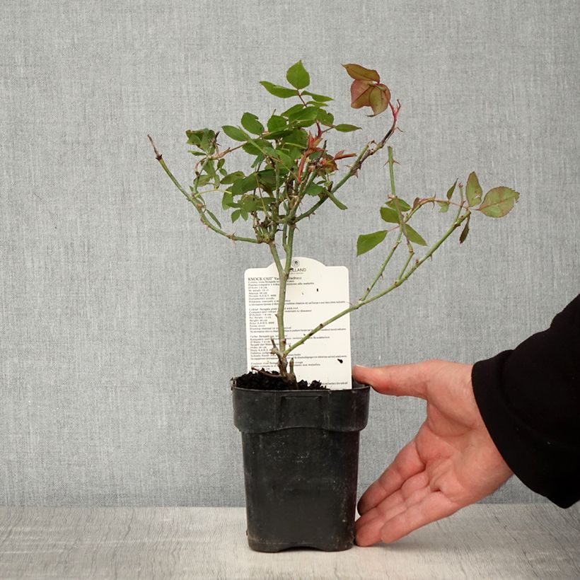 Exemplaar van Rosa Knock Out - Bodembedekkende roos Pot van 10 cm/11 cm zoals geleverd in de lente