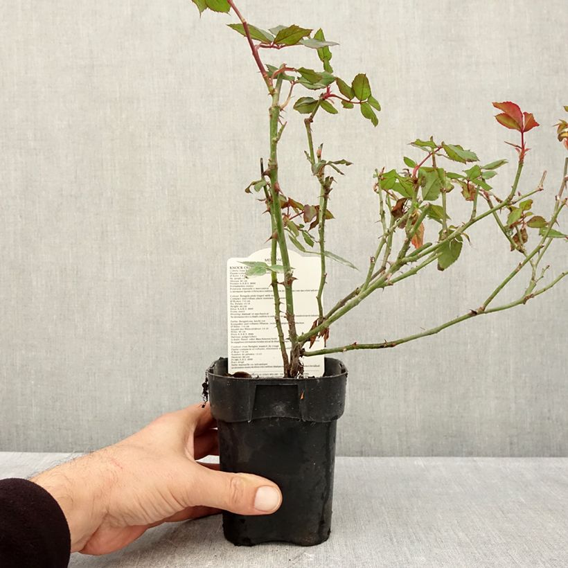 Exemplaar van Rosa Knock Out - Bodembedekkende roos Pot van 10 cm/11 cm zoals geleverd in de herfst