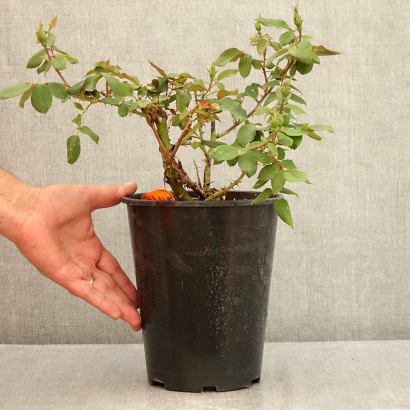 Exemplaar van Rosa Knock Out - Bodembedekkende roos Pot van 4 l/5 l zoals geleverd in de zomer