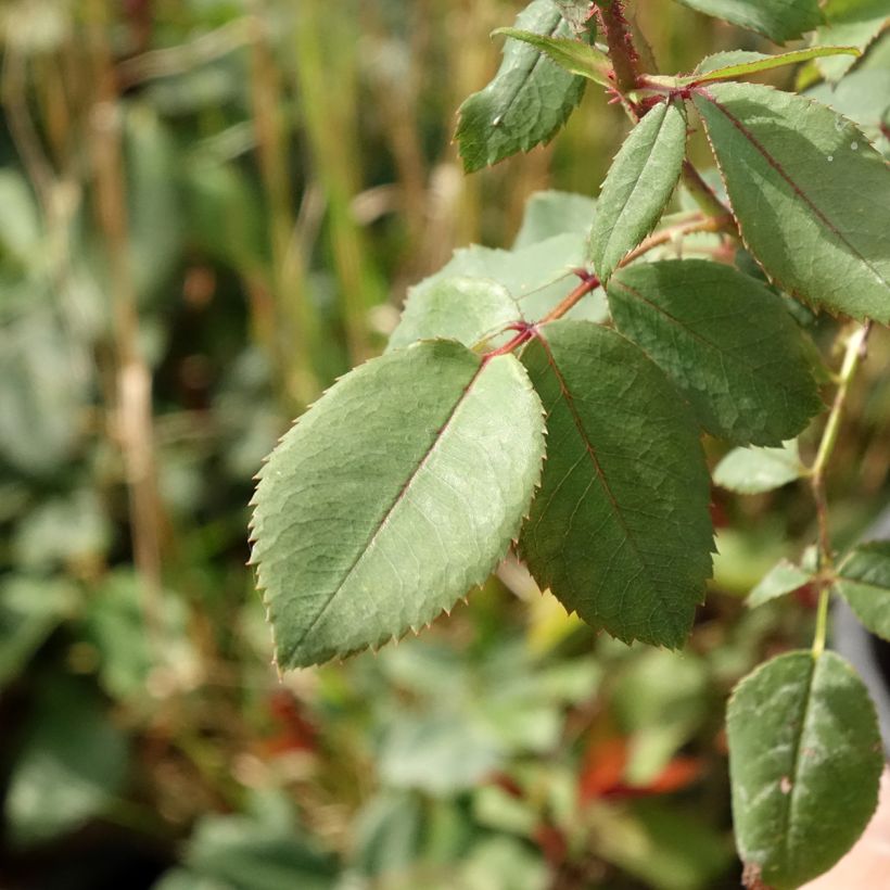 Rosa Knock Out - Bodembedekkende roos (Blad)