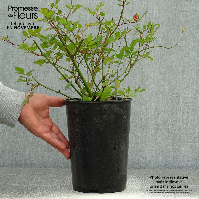 Exemplaar van Rosa Lavender Dream - Bodembedekkende struikroos Pot van 2 l/3 l zoals geleverd in de herfst