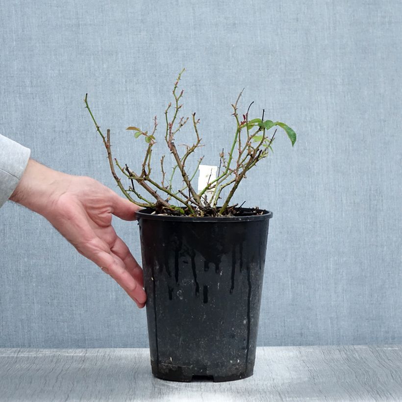 Exemplaar van Rosa Mainaufeuer - Bodembedekkende roos Pot van 4 l/5 l zoals geleverd in de herfst