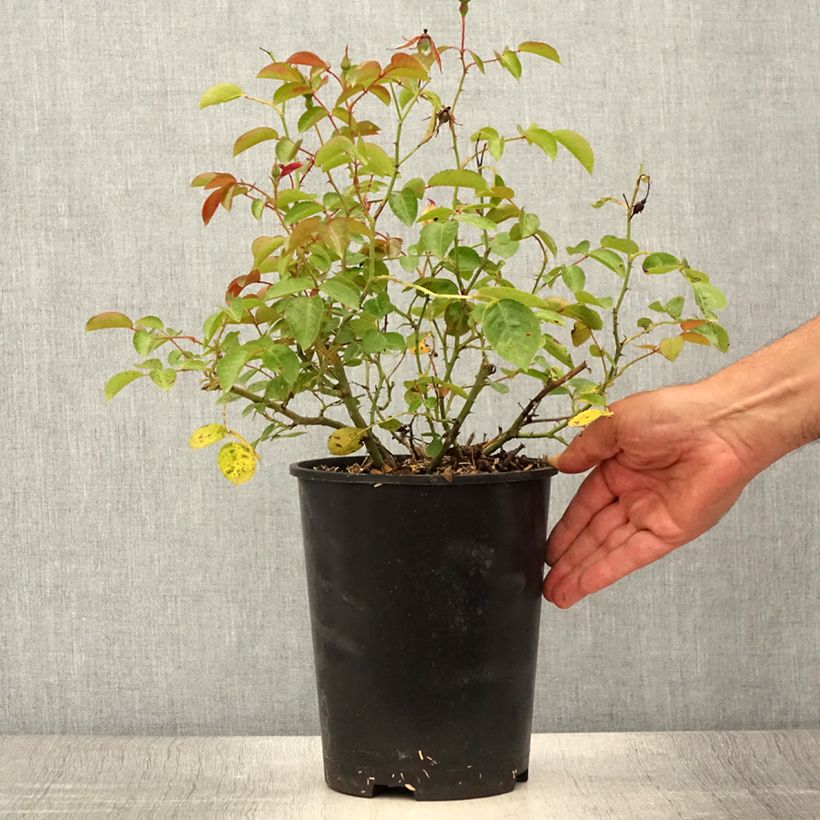 Exemplaar van Rosa Mainaufeuer - Bodembedekkende roos Pot van 4 l/5 l zoals geleverd in de zomer