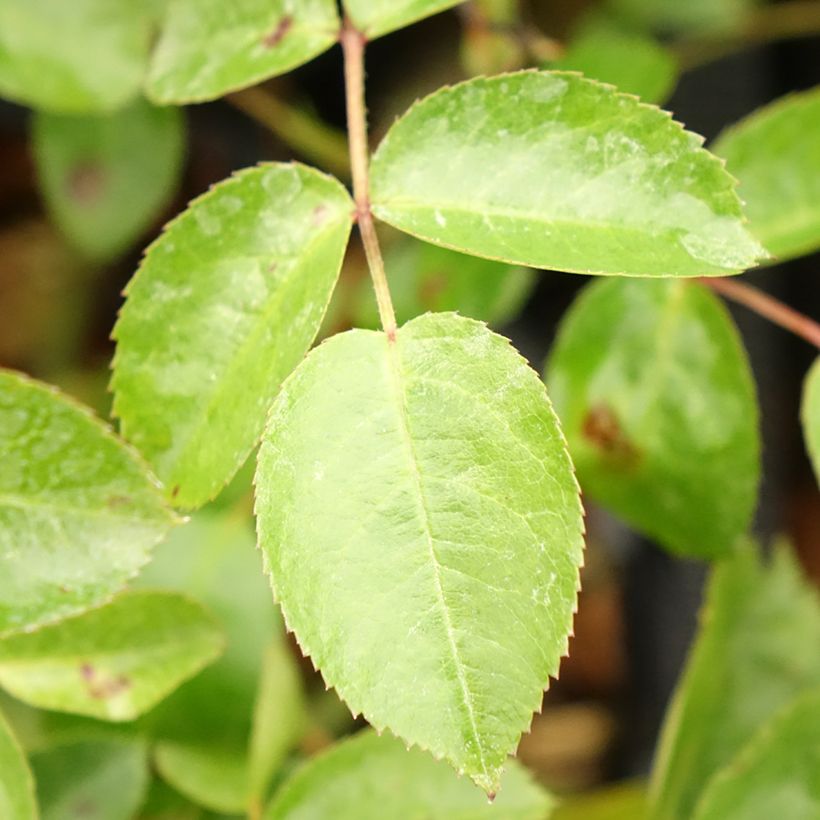 Rosa Mainaufeuer - Bodembedekkende roos (Blad)