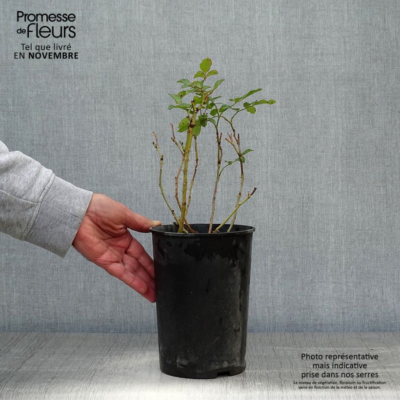 Exemplaar van Rosa Marondo - Bodembedekkende roos Pot van 2 l/3 l zoals geleverd in de herfst