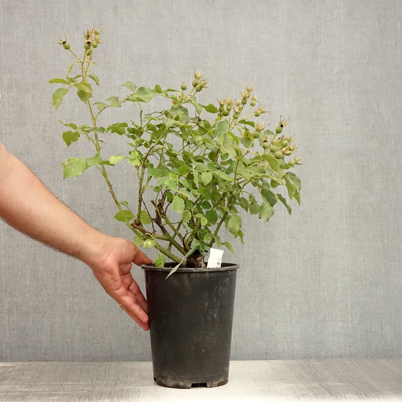 Exemplaar van Rosa Marondo - Bodembedekkende roos Pot van 2 l/3 l zoals geleverd in de zomer