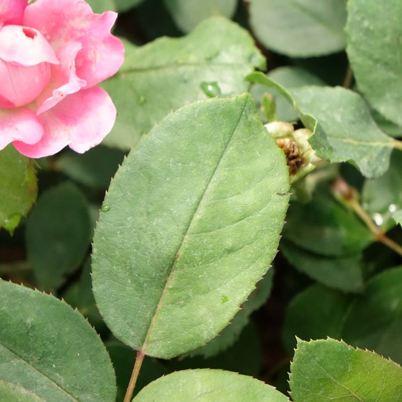 Rosa Pink Double Knock Out - Bodembedekkende roos (Blad)