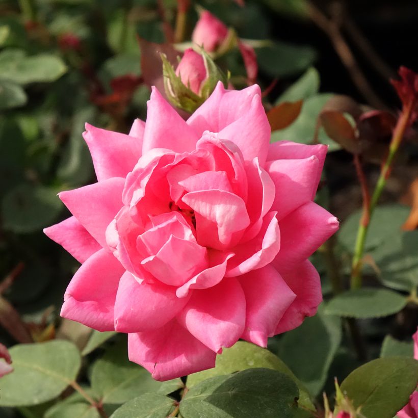 Rosa Pink Double Knock Out - Bodembedekkende roos (Bloei)