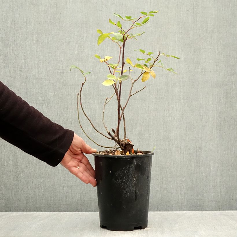 Exemplaar van Rosa Pink Double Knock Out - Bodembedekkende roos Pot van 4 l/5 l zoals geleverd in de herfst