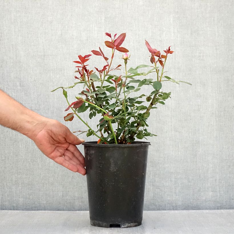 Exemplaar van Rosa Pink Double Knock Out - Bodembedekkende roos Pot van 4 l/5 l zoals geleverd in de zomer