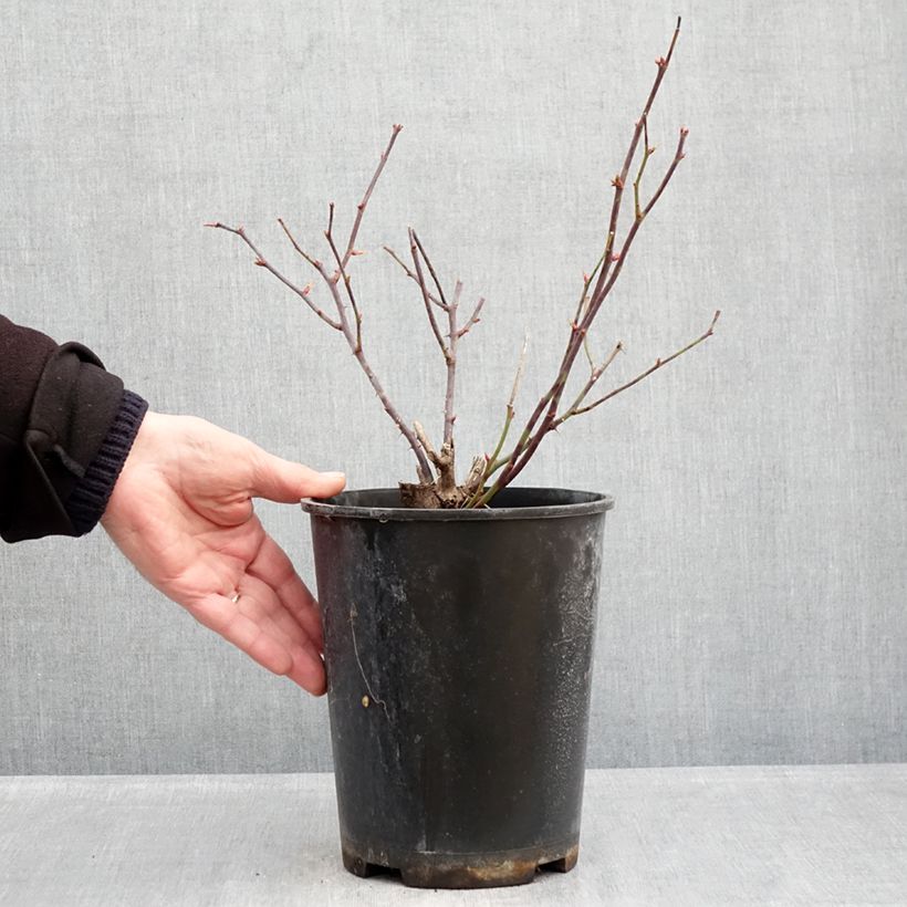 Example of Rosa Pink Double Knock Out - Bodembedekkende roos Pot van 4 l/5 l as you get in hiver