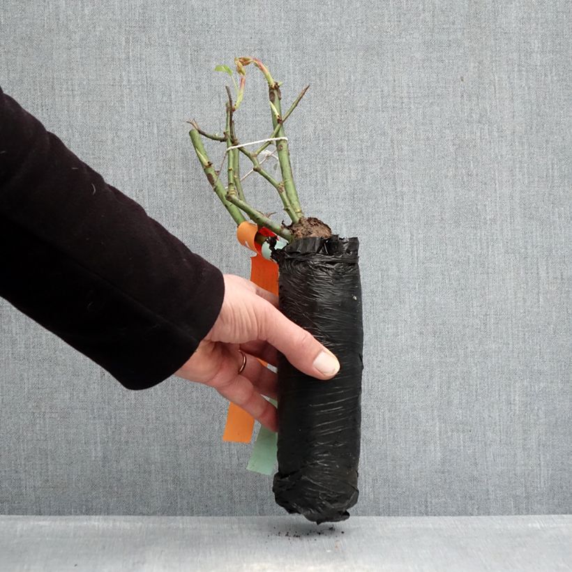 Example of Rosa Pink Double Knock Out - Bodembedekkende roos In kluit as you get in hiver