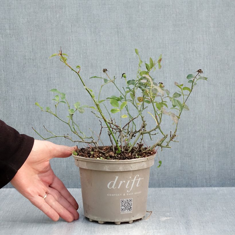 Exemplaar van Radijs Vienna F1 het zakje met 500 zaden (5g) zoals geleverd in de herfst